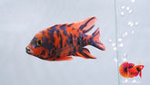 Super Red Base O.B Peacock African Cichlid Size 4.5”